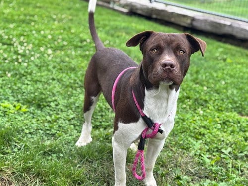 Photo of Brandon, adoptable Pit Bull Terrier in Pueblo, Colorado