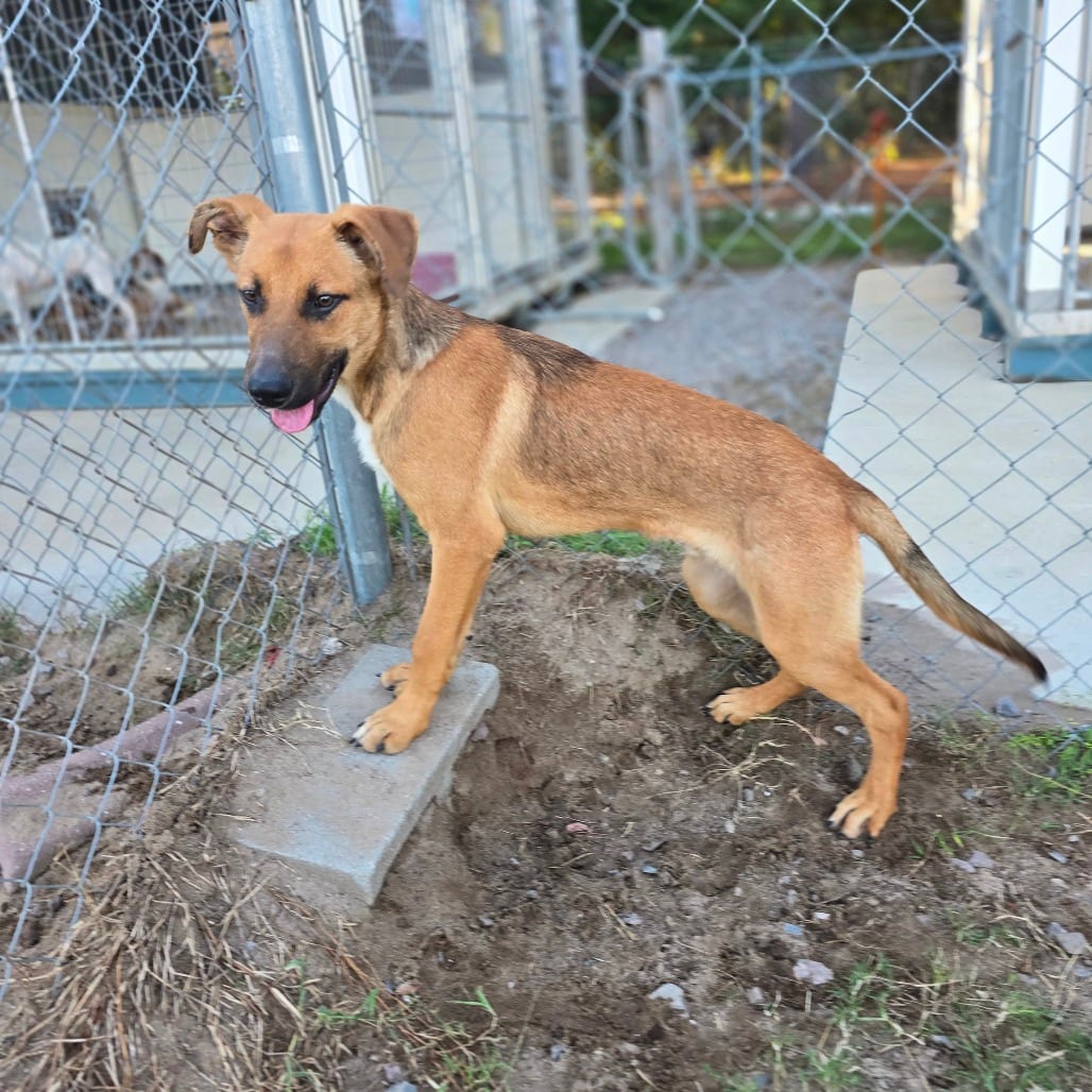 Photo of Jäger, adoptable Shepherd, German in Hinesville, Georgia