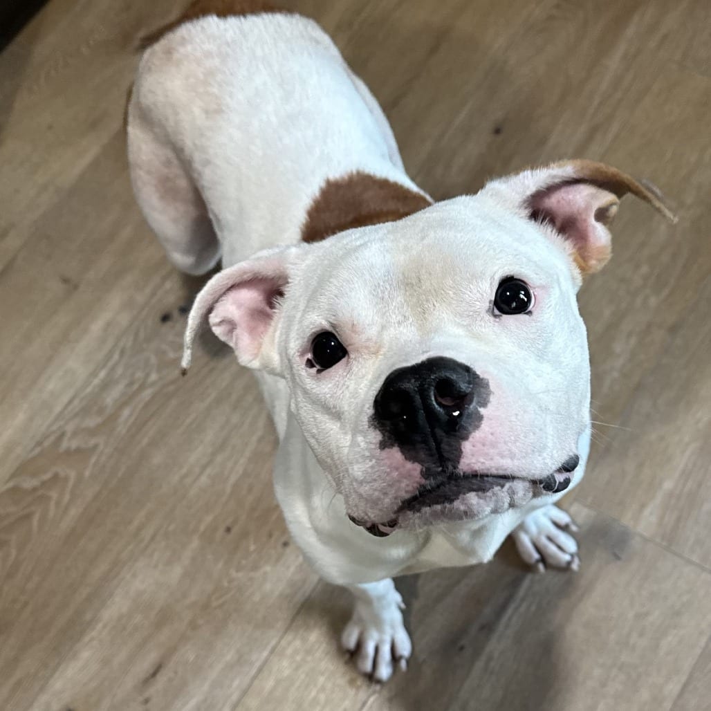 Photo of Dumplin', adoptable Mixed Breed (Medium) in St. Louis, Missouri