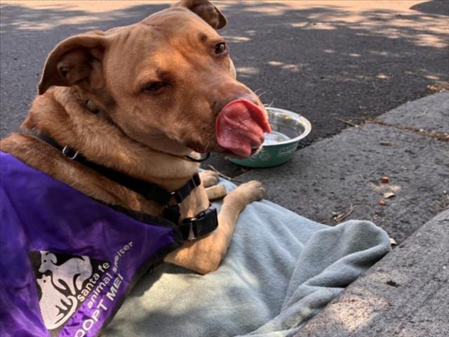 Photo of Nala, adoptable Mixed Breed in Santa Fe, New Mexico
