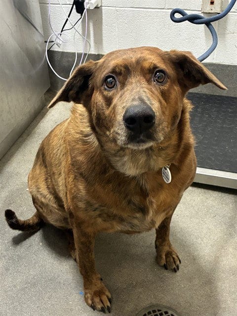 Photo of Aspen, adoptable Plott Hound in Forestville, Maryland