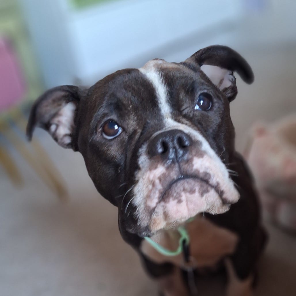 Photo of Zelda, adoptable Bulldog / Mix in San Francisco, California
