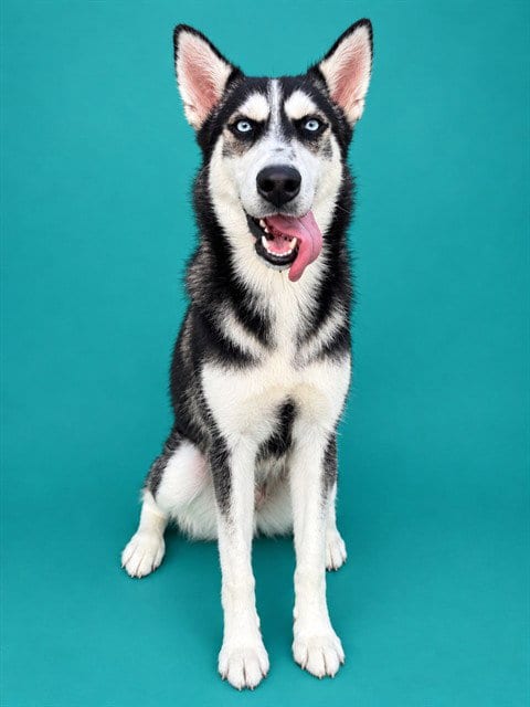 Photo of Nanuk, adoptable Husky in Pearland, Texas