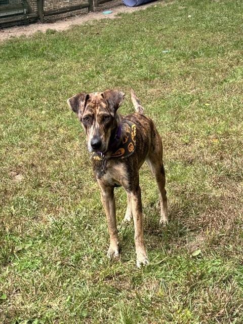 Photo of FI, adoptable Catahoula Leopard Dog in Brewster, Massachusetts