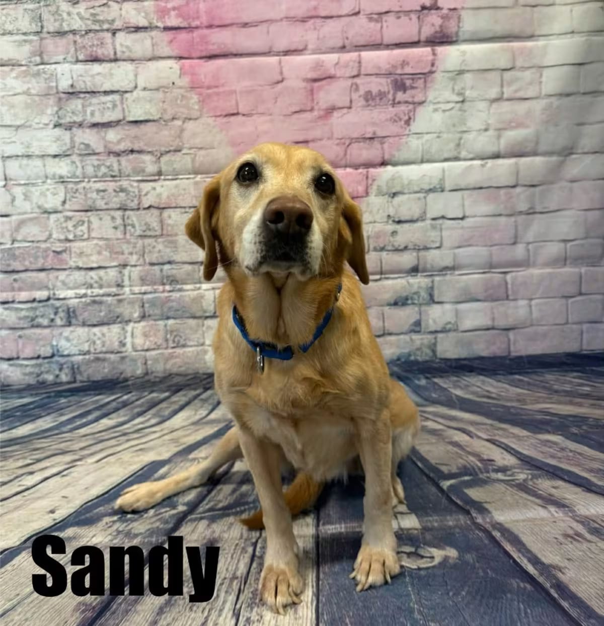 Photo of Sandy, adoptable Cavalier King Charles Spaniel in Quincy, Michigan