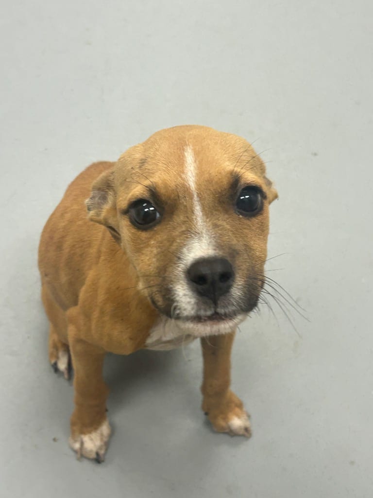 Photo of Tera (Tx2), adoptable Boxer in Hartsville, South Carolina