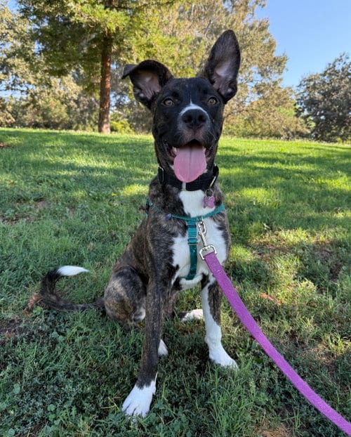 Photo of Cheerio, adoptable Boxer in Davis, California