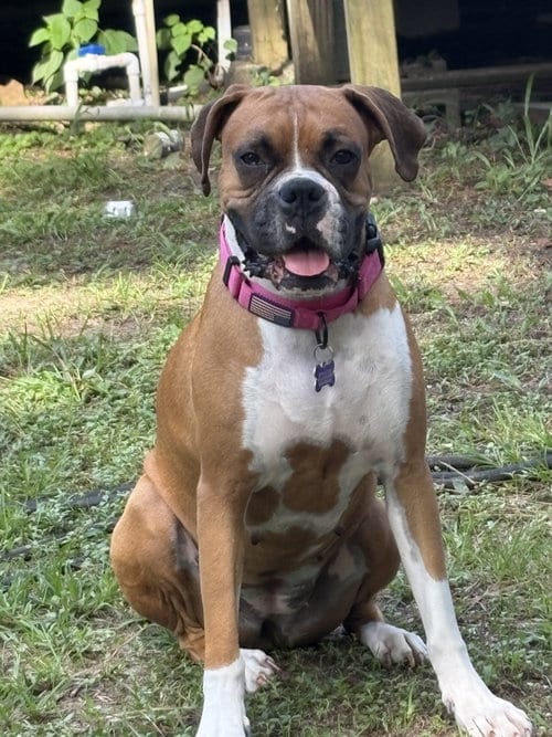 Photo of Elvy, adoptable Boxer in Katy, Texas