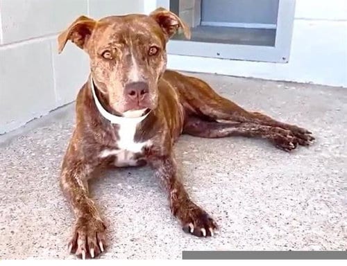 Photo of Brookie, adoptable Pit Bull Terrier in Houston, Texas