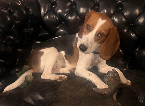 Photo of Rescue Rudy, adoptable Beagle in Batavia, New York