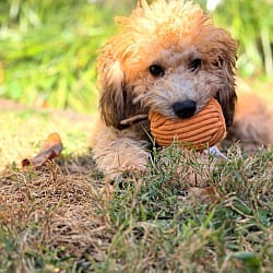 Photo of Glenda, adoptable Goldendoodle in Bridgeton, Missouri
