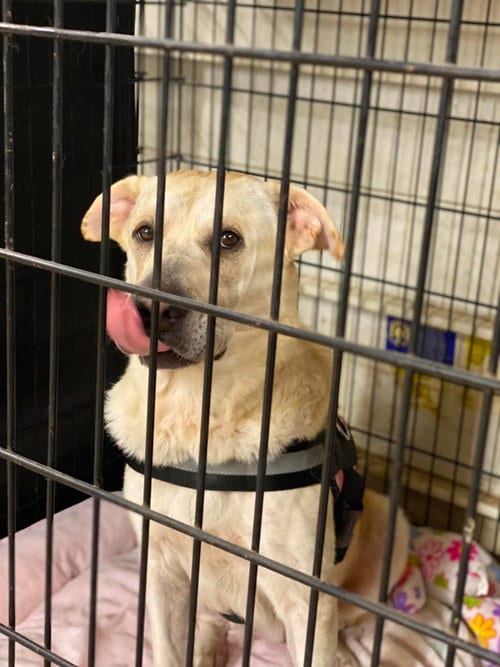 Photo of Bella, adoptable Labrador Retriever in Lewistown, Pennsylvania