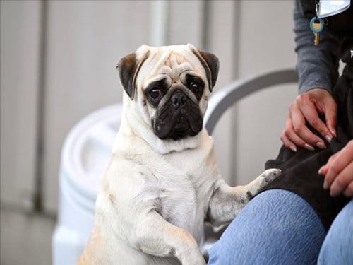 Photo of Bruno, adoptable Pug in Santa Cruz, California
