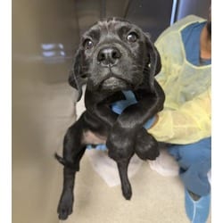 Photo of Bigz, adoptable Cane Corso Labrador Retriever in Jurupa Valley, California