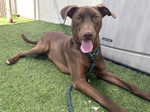 Photo of Prancer, adoptable American Pit Bull Terrier in Phoenix, Arizona