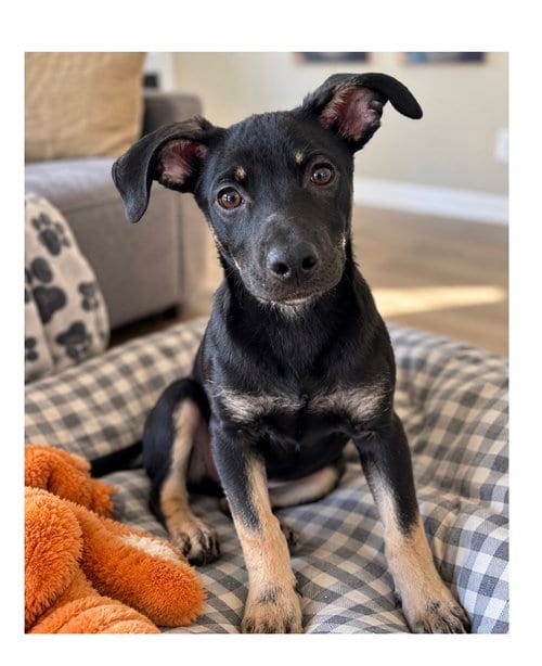 Photo of Jenny, adoptable Shepherd in Mooresville, North Carolina