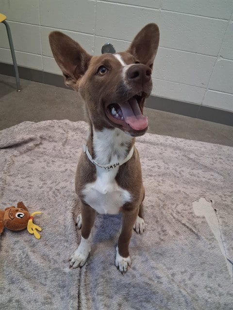 Photo of Maddie, adoptable Siberian Husky in Mesa, Arizona