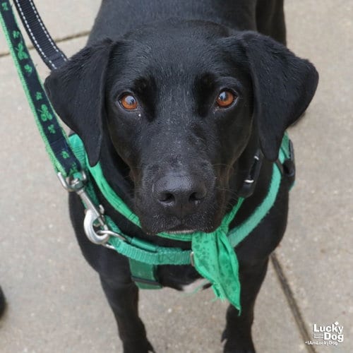Photo of Coraline, adoptable Labrador Retriever in Washington, District of Columbia