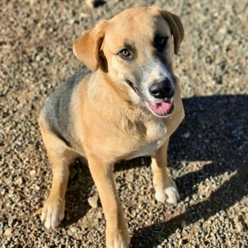 Photo of Billy, adoptable Shepherd in Yreka, California