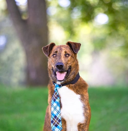 Photo of Scout, adoptable Smooth Collie in Unionville, Pennsylvania
