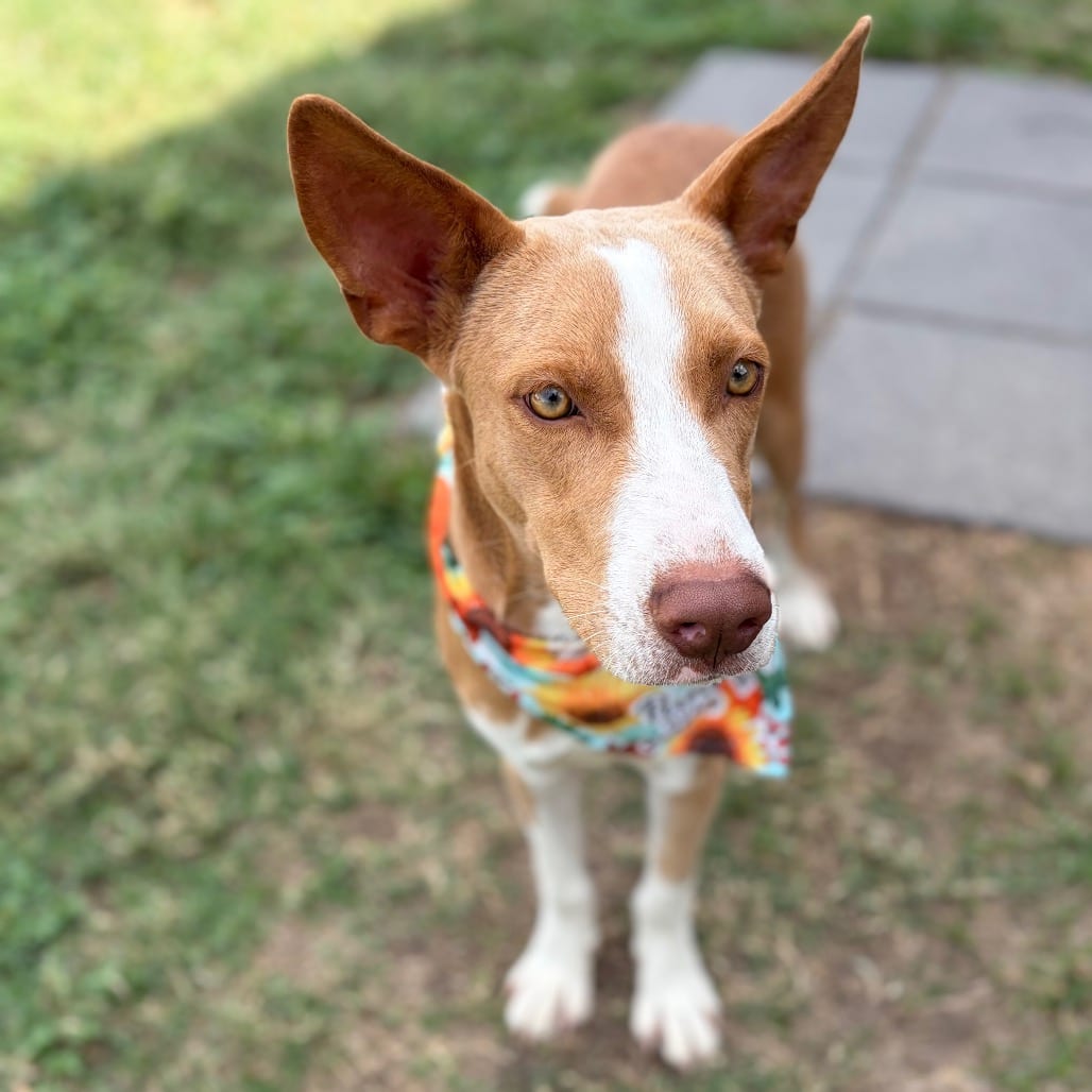 Photo of Owel 26-08-099, adoptable Terrier, Pit Bull / Husky in Bastrop, Texas