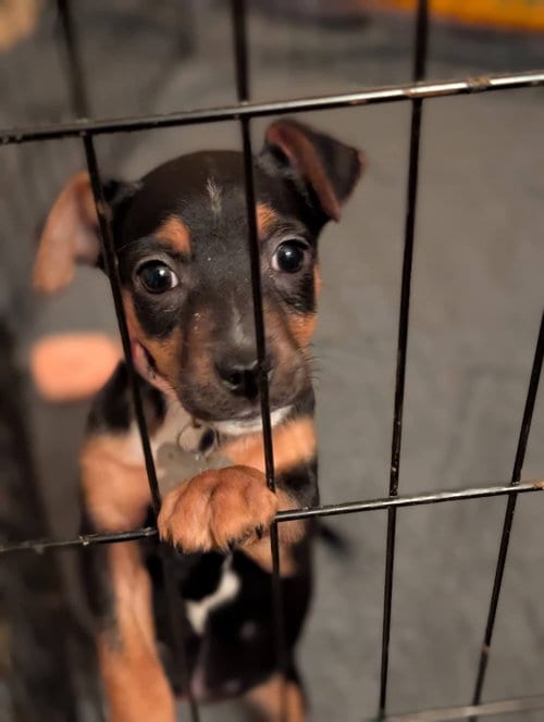 Photo of Jellybean, adoptable Miniature Pinscher in Holly Springs, North Carolina