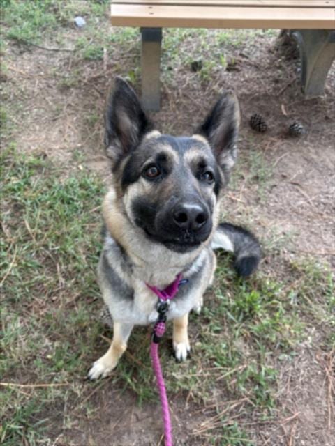 Photo of Lucy, adoptable German Shepherd Dog in Chapel Hill, North Carolina