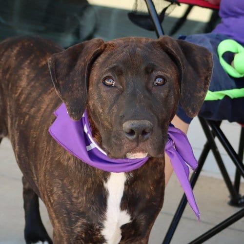 Photo of SBG Mopsy, adoptable Labrador Retriever in Chantilly, Virginia