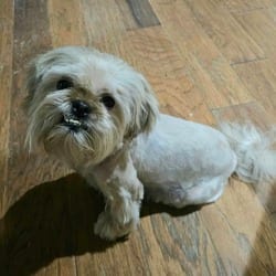 Photo of Sandi RD, adoptable Shih Tzu in Rosemont, Illinois