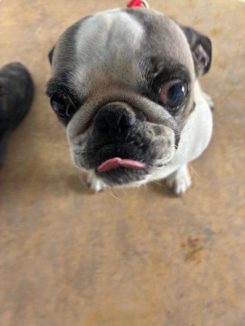 Photo of Cordelia, adoptable Pug in Phoenix, Arizona