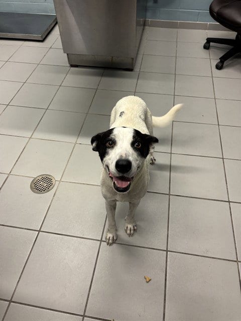 Photo of Dragonfruit, adoptable Pointer in Corpus Christi, Texas