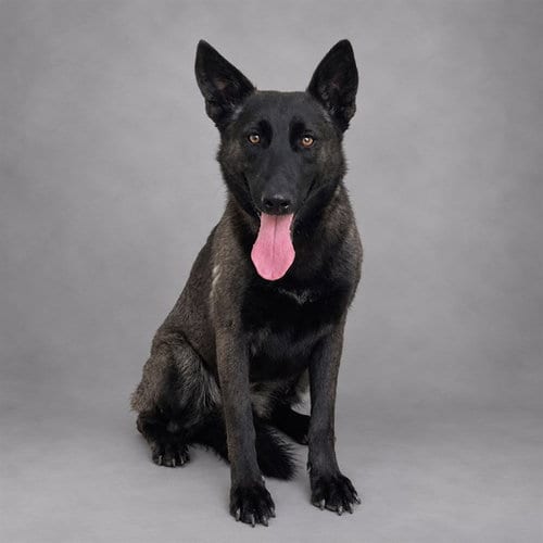 Photo of Ember, adoptable Belgian Shepherd Malinois in Thousand Palms, California