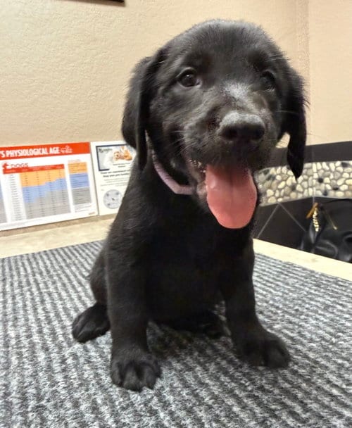 Photo of Puppy 5 - Lavender, adoptable Golden Retriever in Denton, Texas