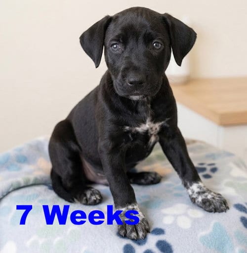Photo of Jet, adoptable Labrador Retriever in Grovertown, Indiana