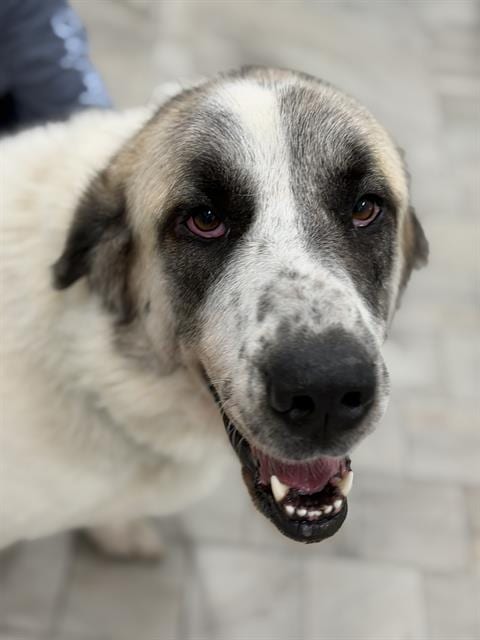 Photo of Lulu, adoptable Great Pyrenees in Canfield, Ohio