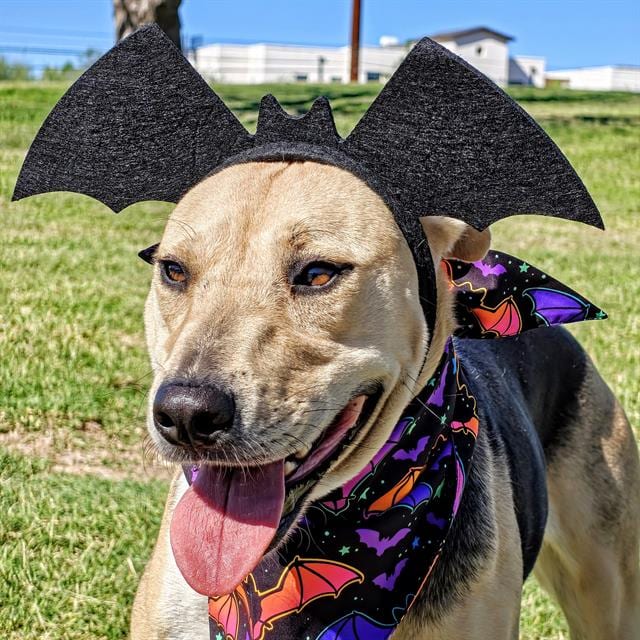 Photo of Precious, adoptable dog