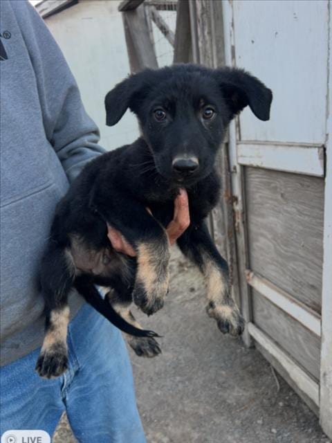 Photo of A048550, adoptable Belgian Shepherd Malinois in Tracy, California