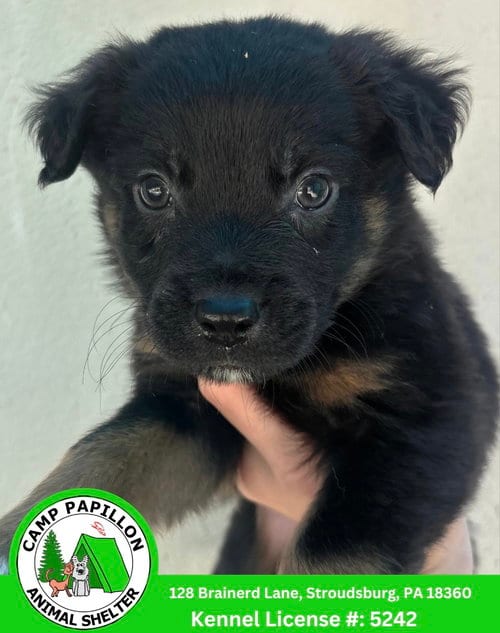Photo of Pibbles, adoptable Australian Shepherd in Stroudsburg, Pennsylvania