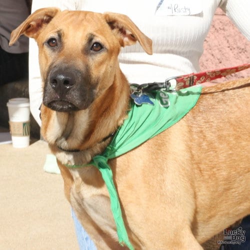 Photo of Rusty, adoptable Black Mouth Cur in Washington, District of Columbia