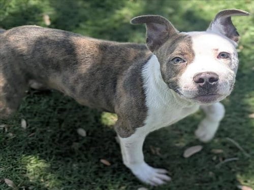 Photo of Mikey, adoptable Pit Bull Terrier in Texas City, Texas