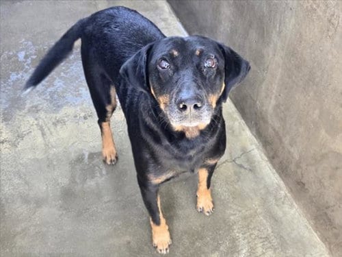 Photo of Smalls, adoptable Rottweiler in Van Nuys, California