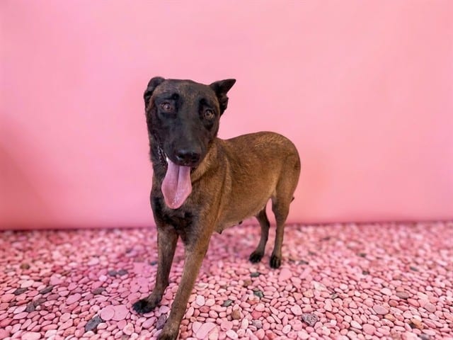 Photo of Milly, adoptable Belgian Malinois in Miami, Florida