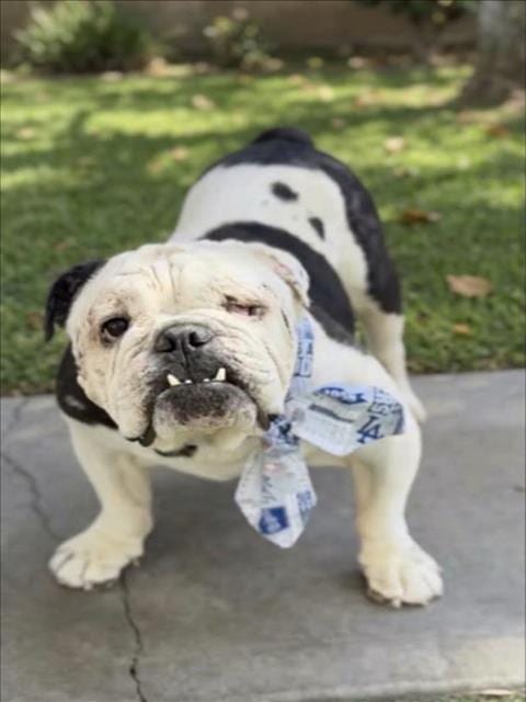 Photo of Winston, adoptable English Bulldog in San Pedro, California