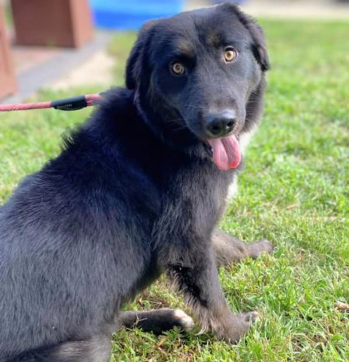 Photo of Sherman, adoptable Collie in Voorhees, New Jersey