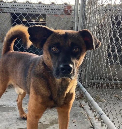 Photo of Jimmy, adoptable Collie in DuQuoin, Illinois
