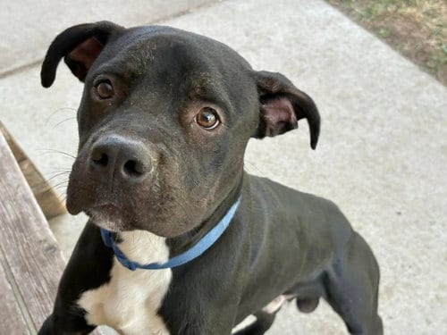 Photo of Victor, adoptable Pit Bull Terrier in Tulsa, Oklahoma