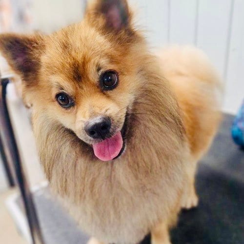 Photo of Toby RDS, adoptable Pomeranian in Rockaway, New Jersey