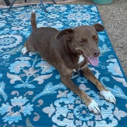Photo of Lottie, adoptable Australian Kelpie Feist in Winchester, Virginia
