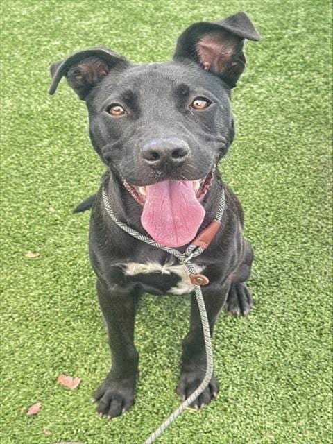 Photo of Jet, adoptable Pit Bull Terrier in Bakersfield, California