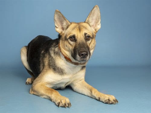 Photo of Lil Stepper, adoptable German Shepherd Dog in Phoenix, Arizona